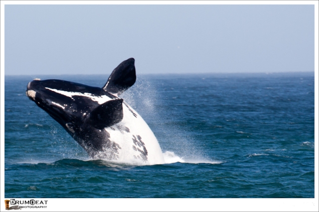 hermanus-whale-watching-tours
